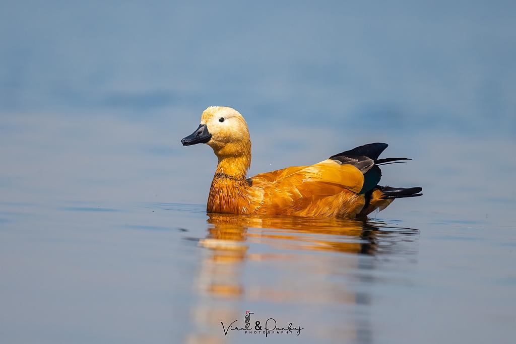 Ruddy Shelduck